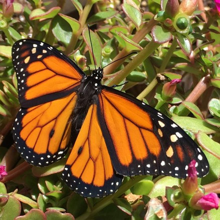 monarch butterfly open his wings