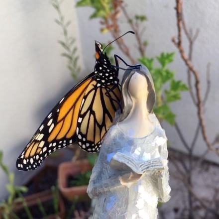 Monarch Butterfly and an angel reading a book